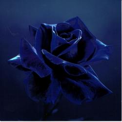 Carte Lily Seidel - Midnight Rose - 14x14 cm