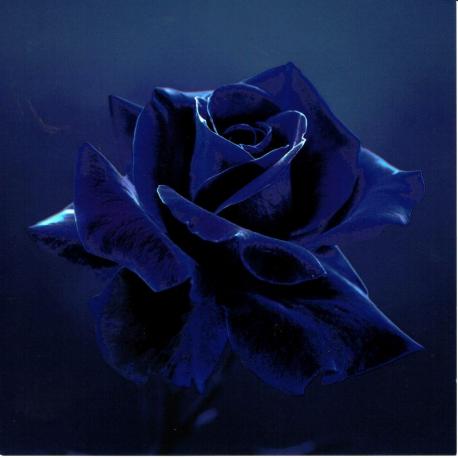 Carte Lily Seidel - Midnight Rose - 14x14 cm